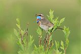 Bluethroatborder=